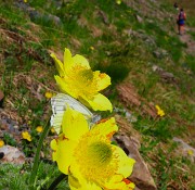 32 Farfalla su Pulsatilla sulfurea